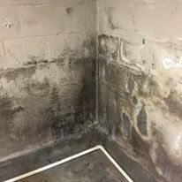 Westland Mold Inspection